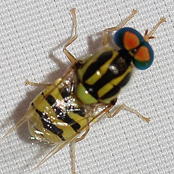 Oxycera trilineata